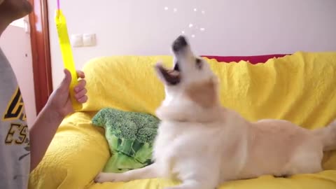 Funny Dog Reaction to Bubbles