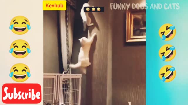 Cat climbing 😳😱 the wall and 😂play with a bowl