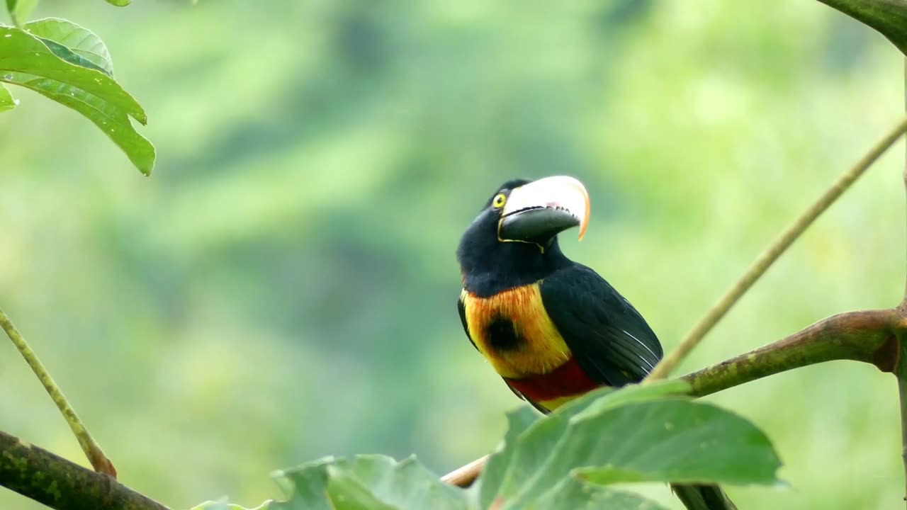 Bird Branch Beak Feathers