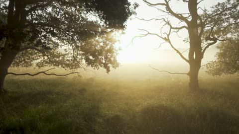forest woods mystical morning Full HD