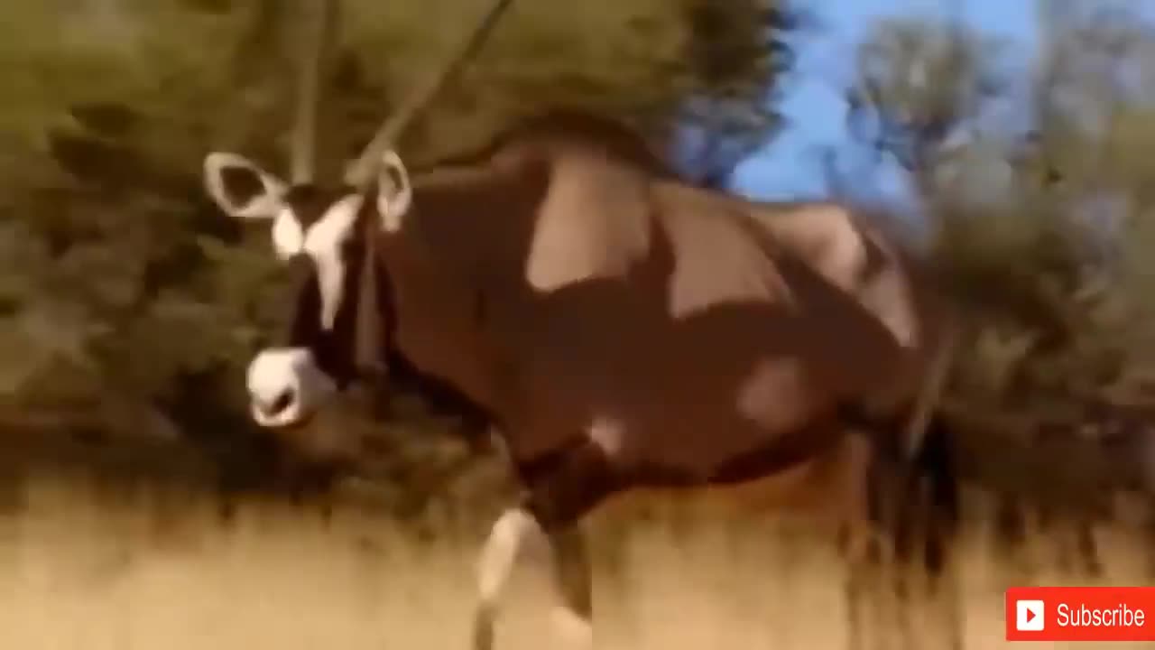 Lion vs Leopard, Most Amazing Moments Of Wild Animal Flights, Wild Discovery Animals