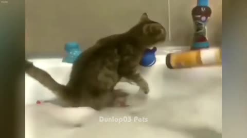 🤣 Epic Cat Antics That Will Brighten Your Day 🐶🐕 Funniest Catss 2024 🤣🐱