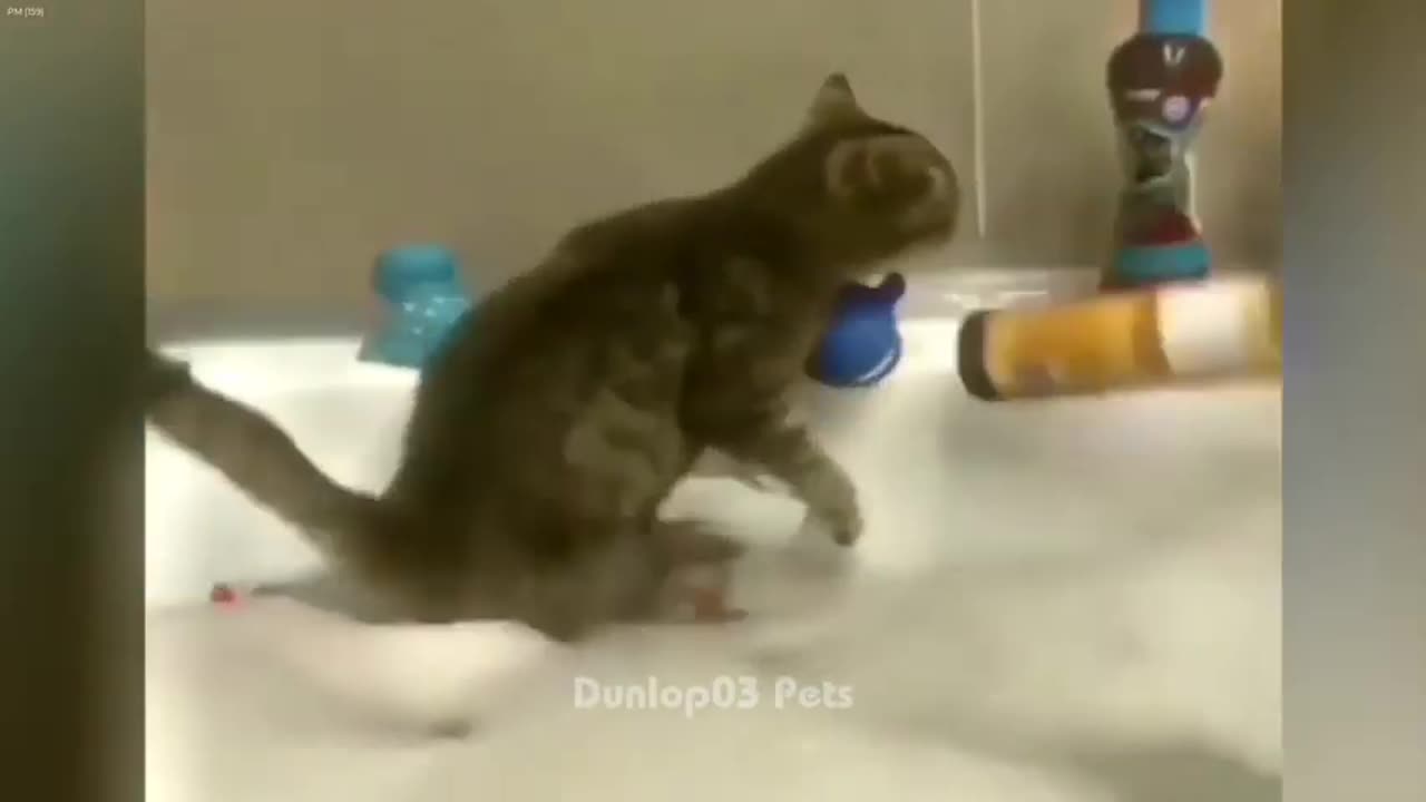 🤣 Epic Cat Antics That Will Brighten Your Day 🐶🐕 Funniest Catss 2024 🤣🐱