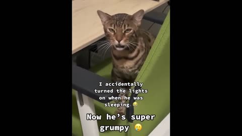 New funny animal video 2023