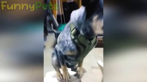Cats & Dogs funny movements ever