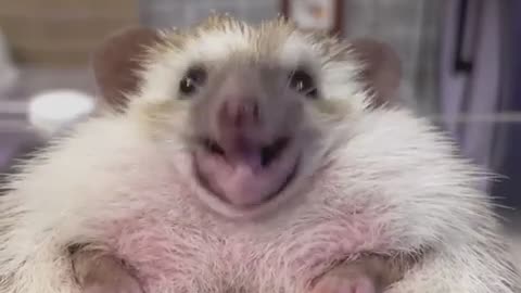 Hedgehog mascot for Bank of International Settlements receives its hourly snack