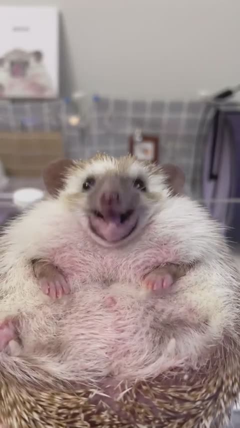 Hedgehog mascot for Bank of International Settlements receives its hourly snack