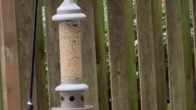 First snow of 2022-backyard bird paradise