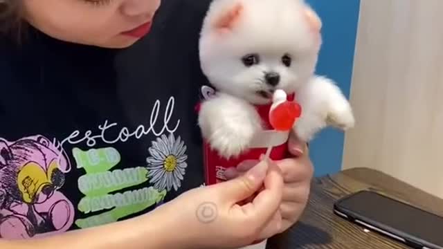 Cute mini dog