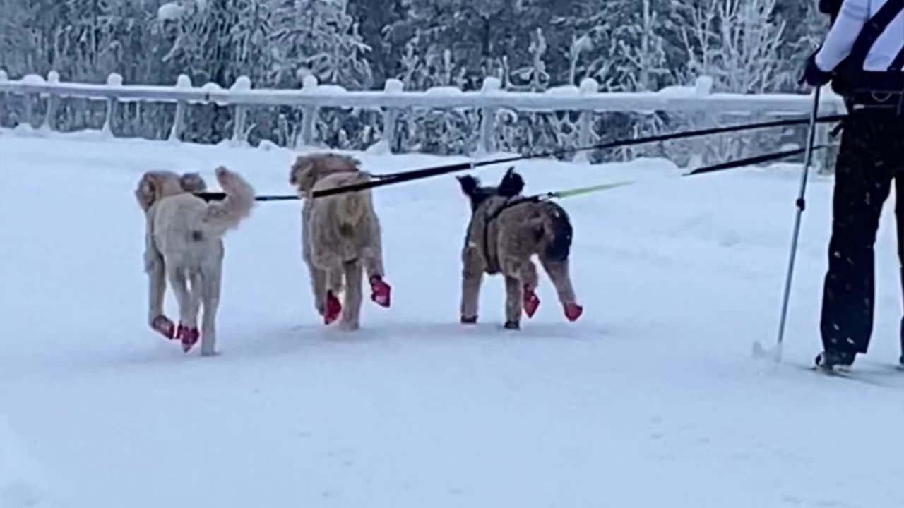 Dogs Take Woman Skiing