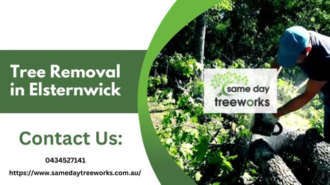 Efficient Tree Removal in Elsternwick: Transforming Your Landscape with Precision