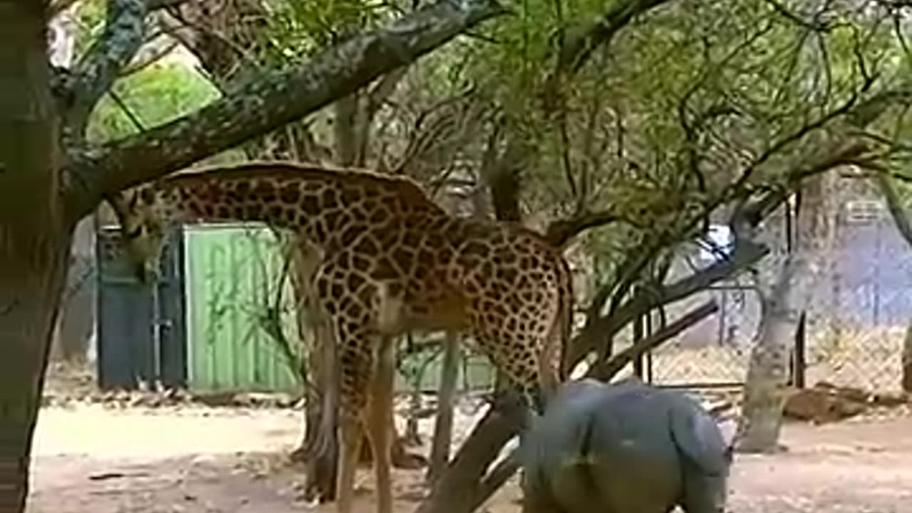 Funny animal video