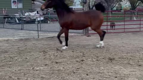 Well Trained Horse Slips and Falls During Routine