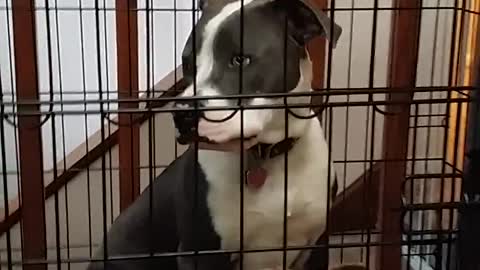 Cachorro canta junto con su dueña