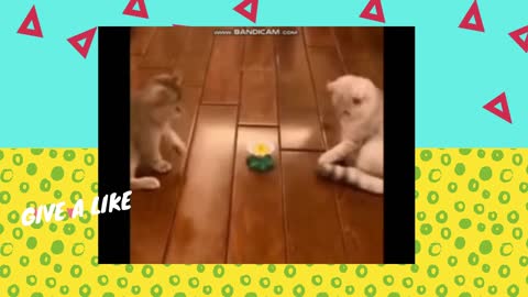 Hilarious kittens