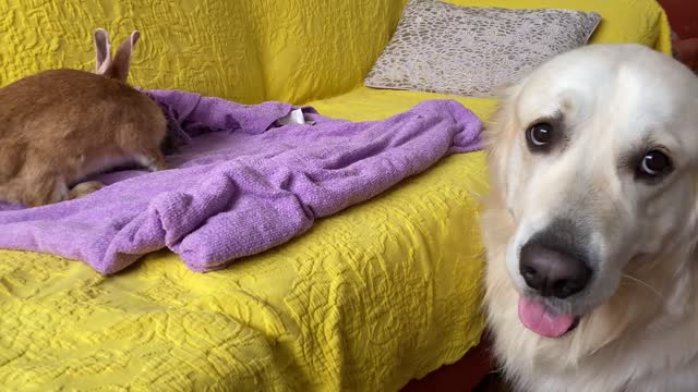 Golden Retriever and Baby Bunnies 7 days old [Friendliest Dog]