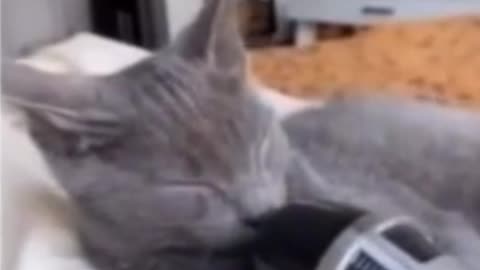 Use a microphone to amplify the sound of your cat sleeping