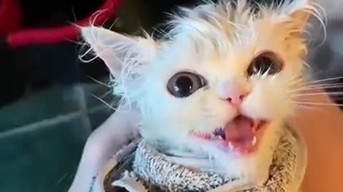 My Cute Kitten Cat Really Like to Bathing 🛁🐱🚿 | Funny Cute Cats Videos