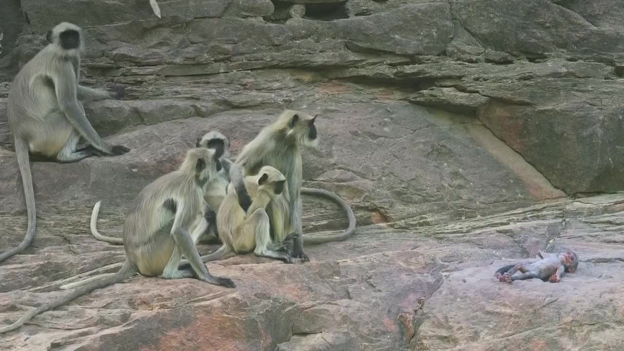 Langur monkeys grieve over fake monkey | Spy in the Wild