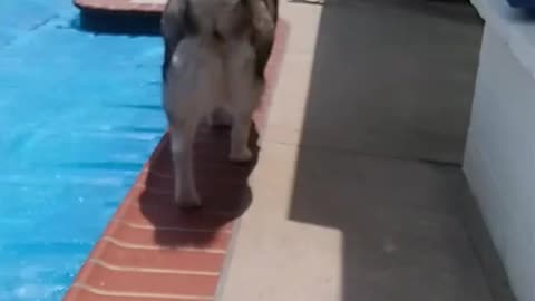 WHAT DOES A WET DOG DO?