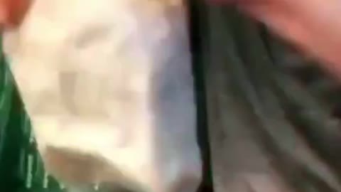 Funny videos of animals part 96
