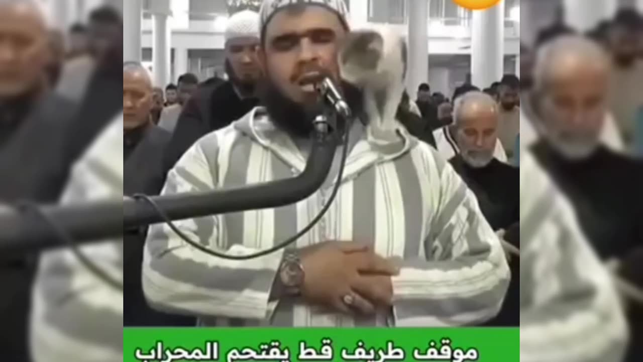 سبحان الله قط🐈🐈🐈يدخل المسجد ويصعد على كتف إمام المسجد أثناء صلاة التراويح❤️❤️❤️❤️