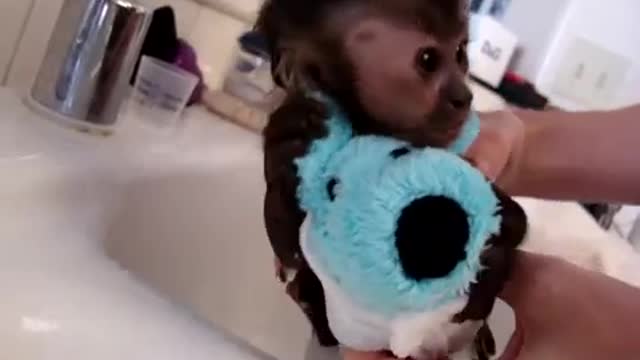 baby monkey nala gets a bath