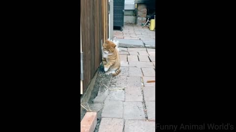 Love cats? Watch this