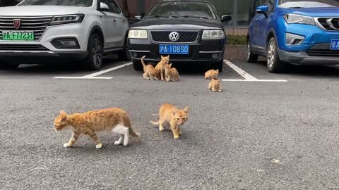 These cats all seem to be one color