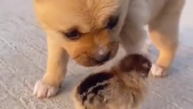 Cute puppy trying say hello to his new baby chick cutest moment