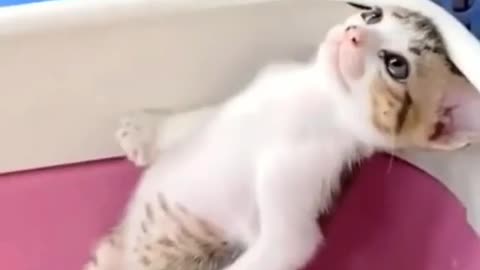 🐈😺 cat funny