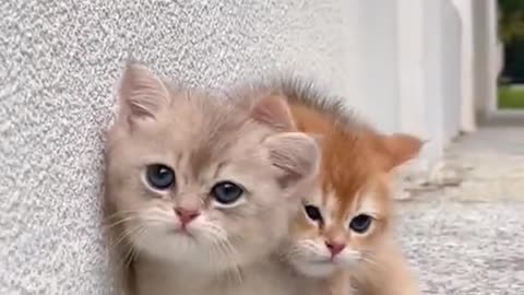 Cutest cats video