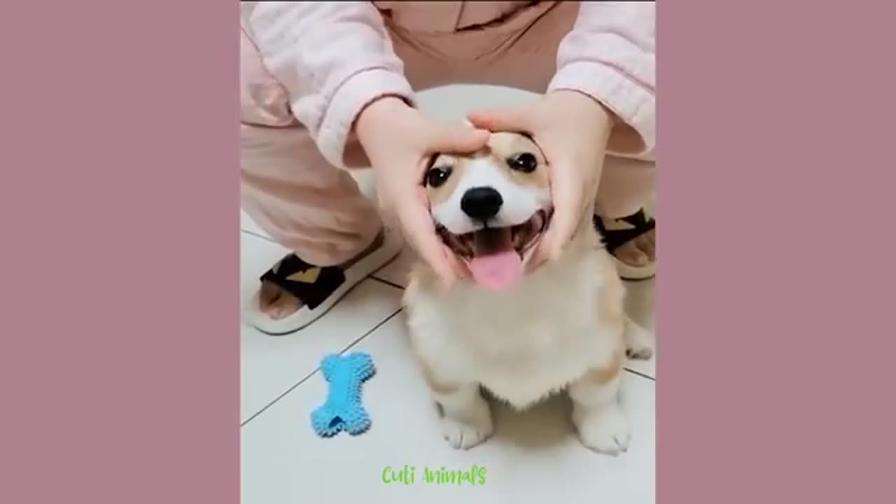 funny-dog-and-cat-ππΆπ»-funniest-animals