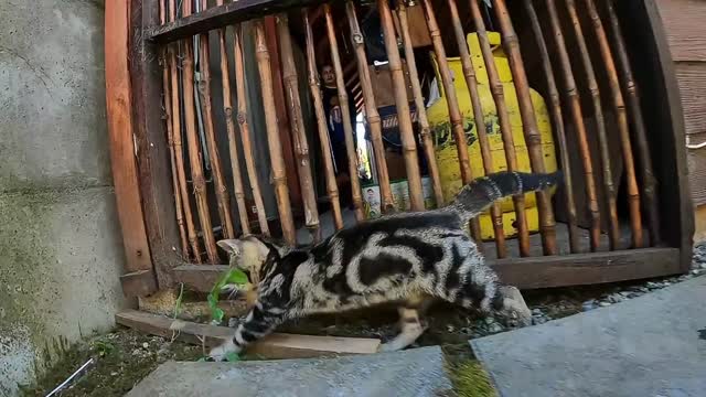 FUNNY CAT VIDEOS 2023