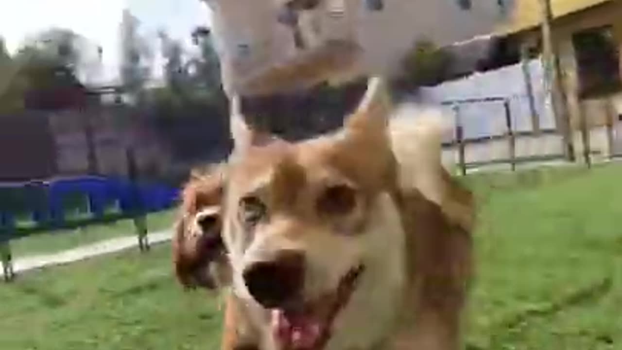 Cute and funny little dogs