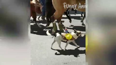 Best funny animals video