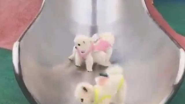 Adorable fluffy puppies spending their great time with their owner