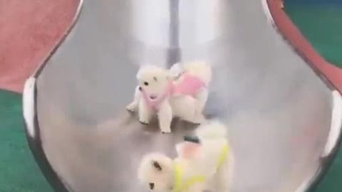 Adorable fluffy puppies spending their great time with their owner