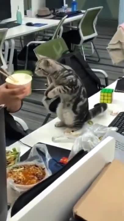 Cute Cats #Shorts Funny video #shorts