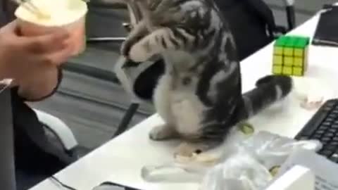 Cute Cats #Shorts Funny video #shorts