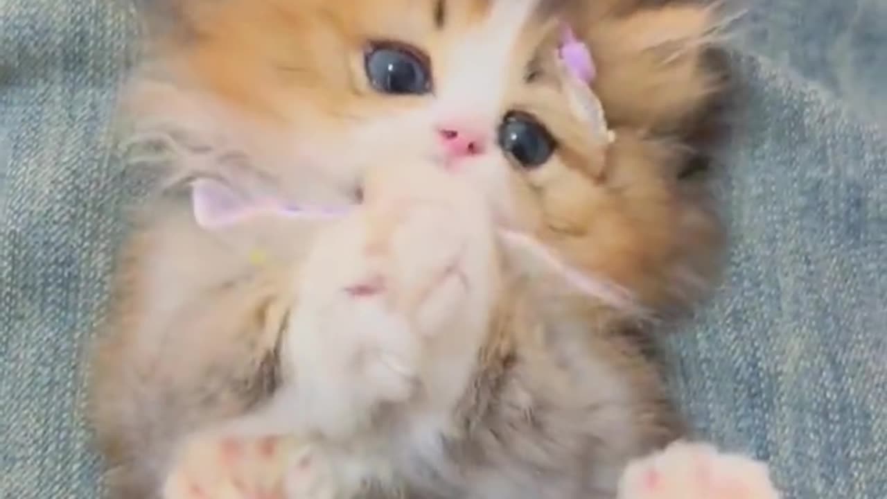 CUTE BABY CAT