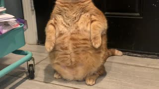 Real-Life Garfield Stands in the Corner