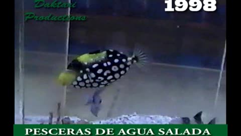 1998 M10 Viaje a Miami - Pecera de agua salada