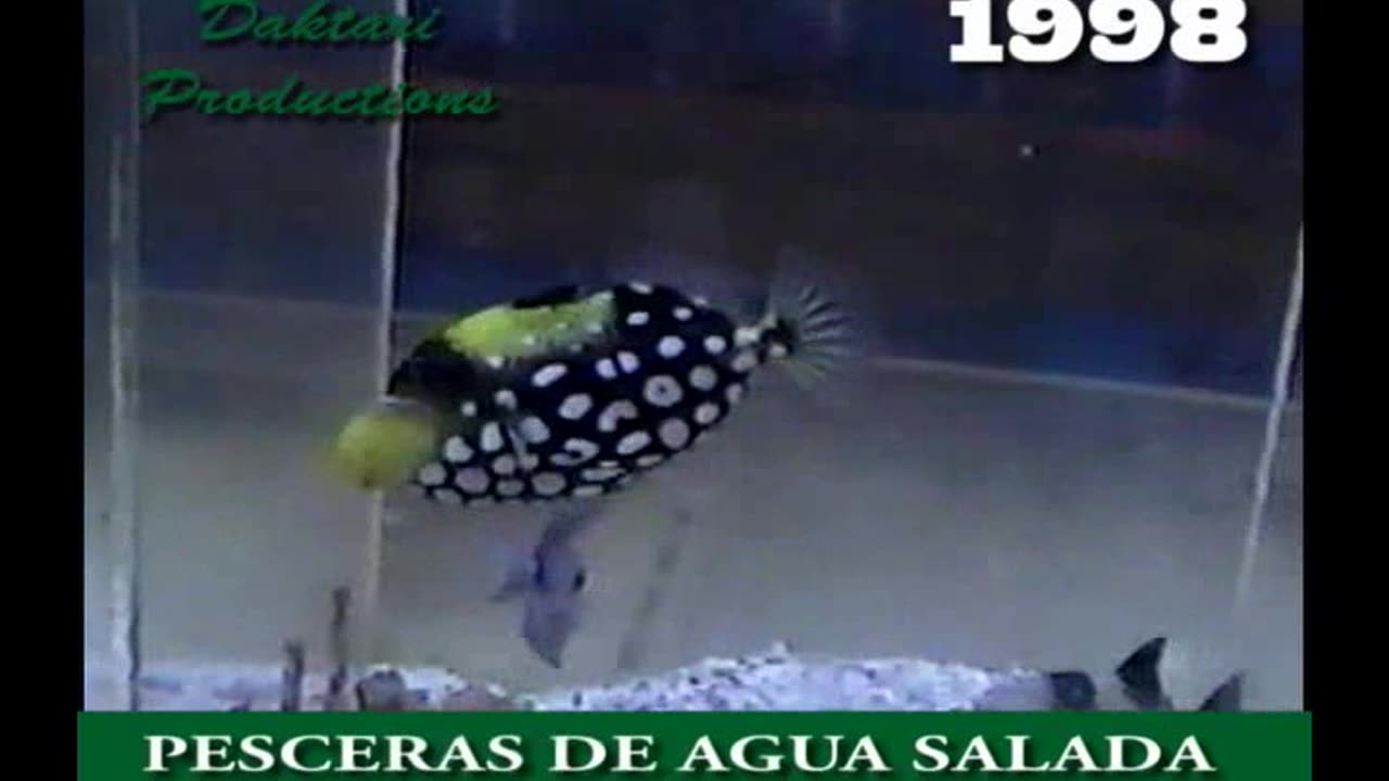 1998 M10 Viaje a Miami - Pecera de agua salada