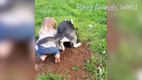 The most Funny Dogs And Cats Videos 2023 Best Animal Videos Of The Month