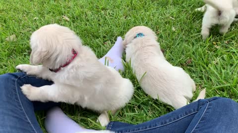 Pups in Evan's yard