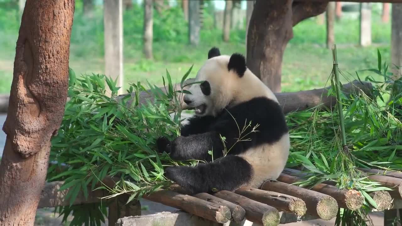 Let's see pandas eating bamboo