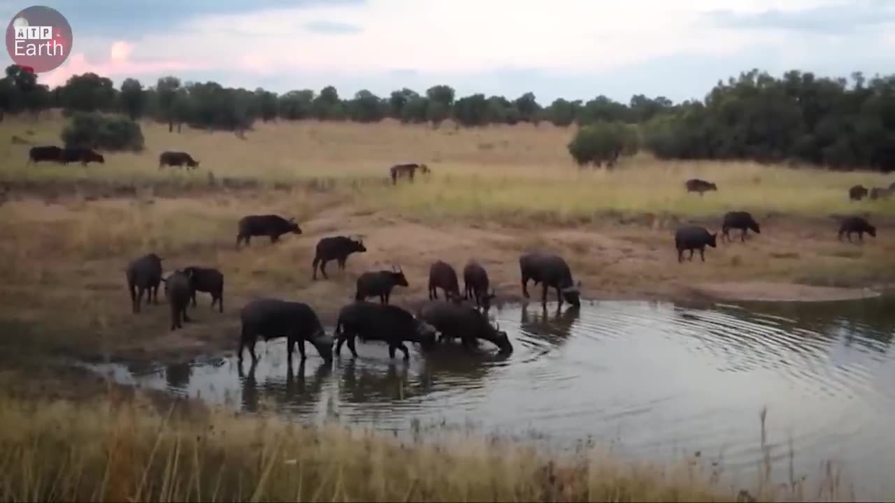 Crocodile Attacked buffalo in water