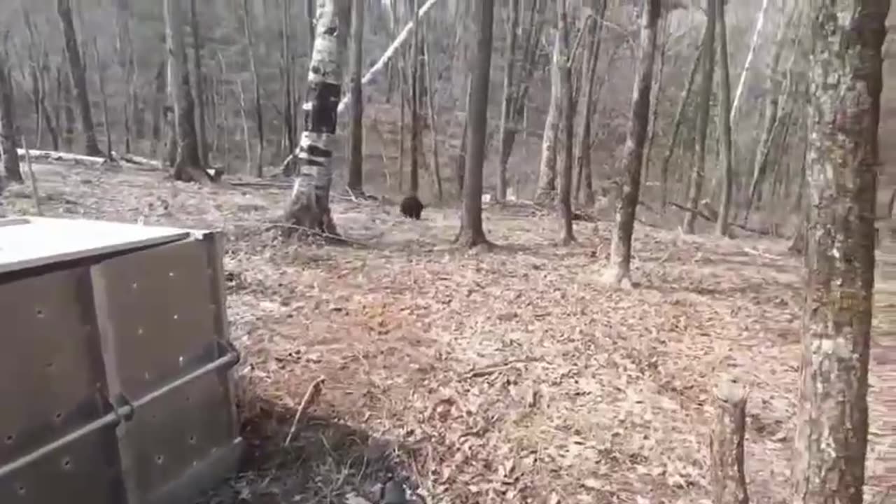 Two Himalayan bear cubs released into the wild