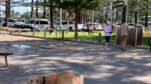 Hilarious dog refuses to go home